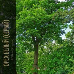 ОРЕХ БЕЛЫЙ (СЕРЫЙ)