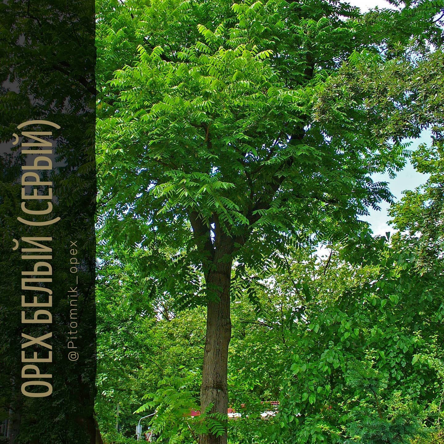 ОРЕХ БЕЛЫЙ (СЕРЫЙ)
