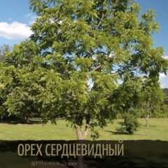 ОРЕХ СЕРДЦЕВИДНЫЙ