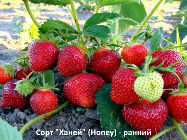Клубника "Хоней" - ранняя — изображение 3