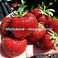 Клубника "Мальвина" - очень поздняя