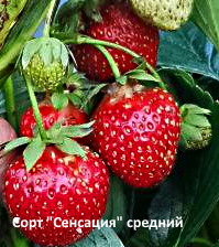 Клубника "Сенсация" - среднего срока