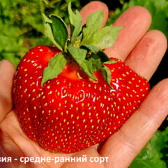 Клубника "АЗИЯ" - средне-ранний срок созревания
