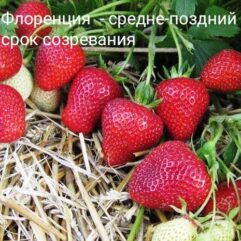 Клубника "Флоренция" - поздняя