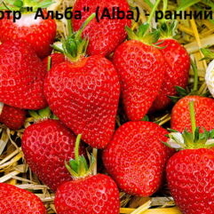 Клубника "Альба" - ранняя