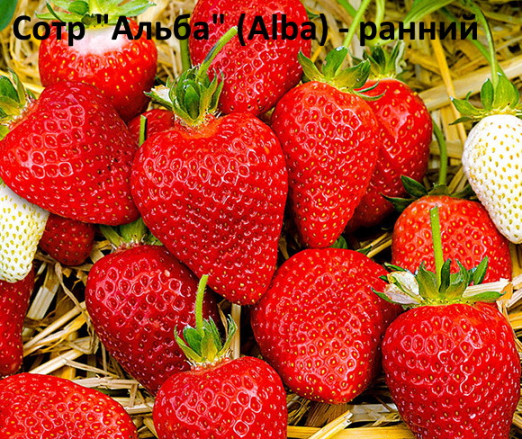 Клубника "Альба" - ранняя